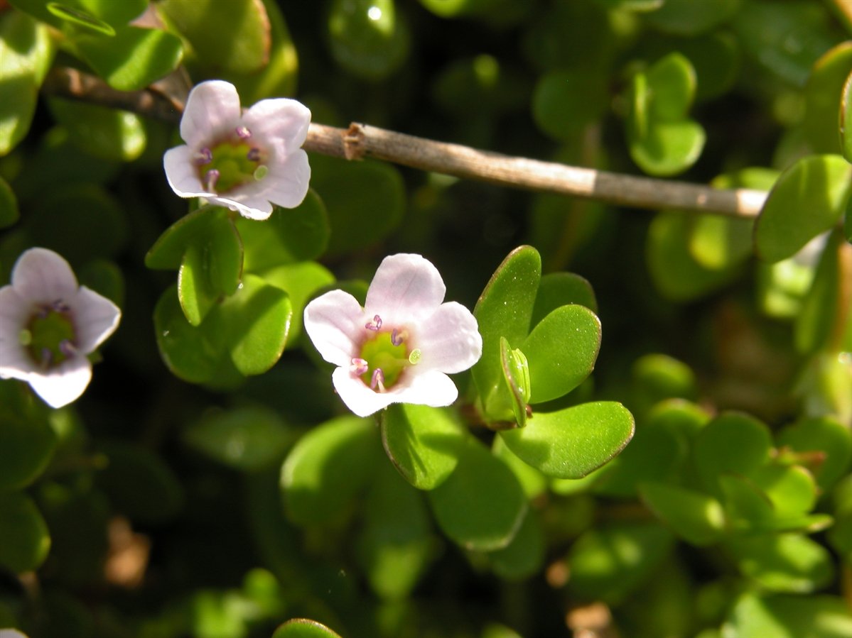 Bacopa
