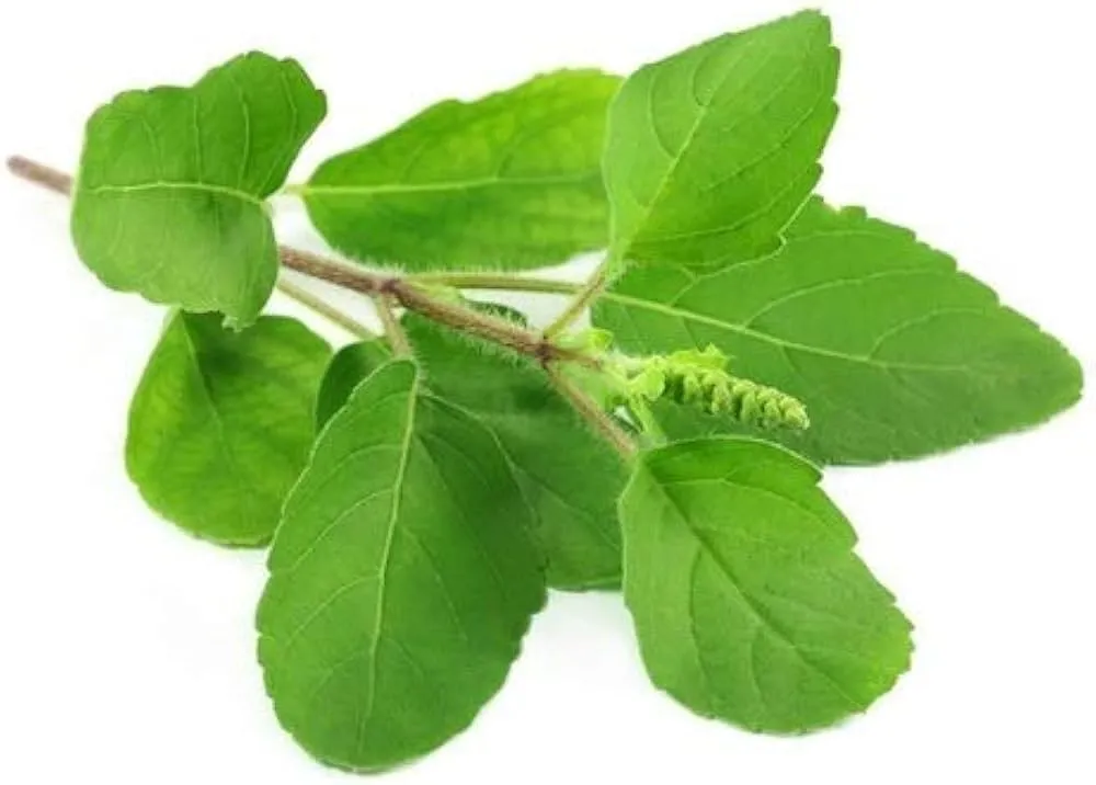 Tulsi