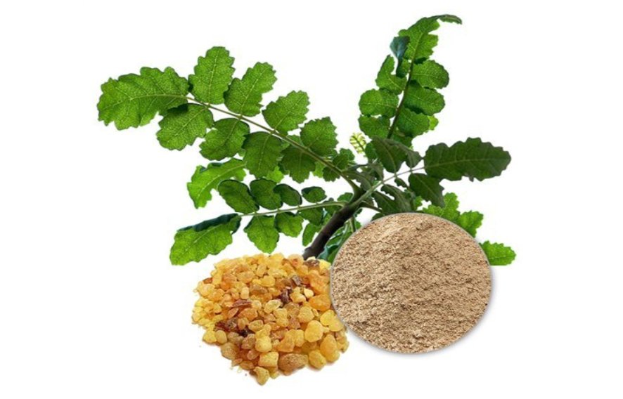 Boswellia