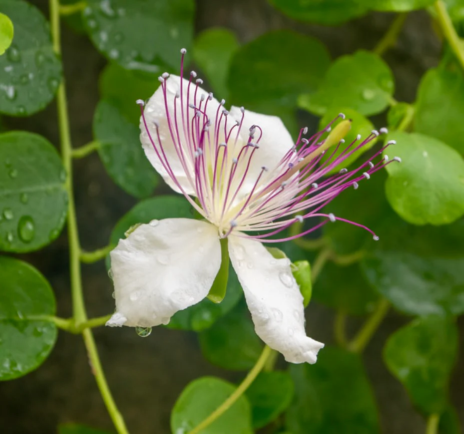 Capparis spinosa