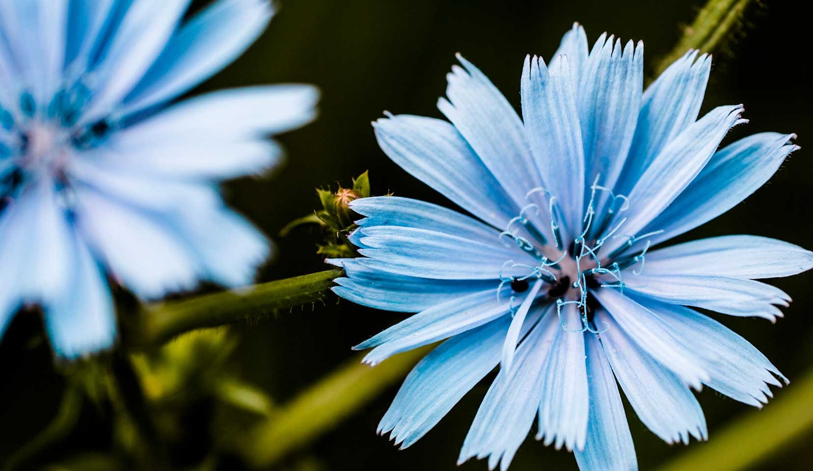 Chicory