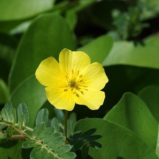 Tribulus
