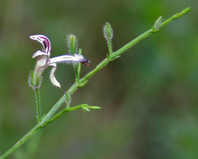 Andrographis